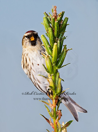 Acanthis flammea  COMMON REDPOLL 7013321