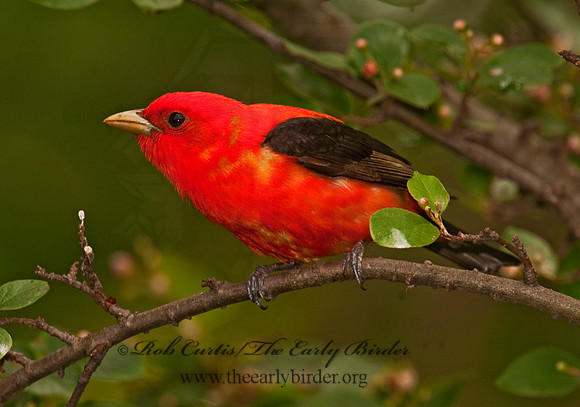 Piranga olivacea  SCARLET TANAGER 3002329