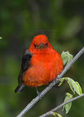 Piranga olivacea  SCARLET TANAGER 6004705