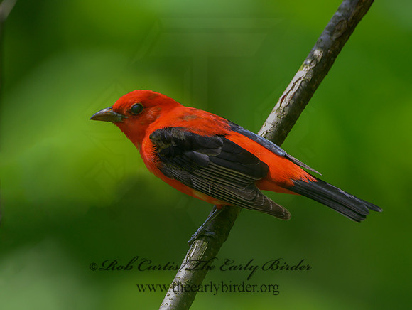 Piranga olivacea  SCARLET TANAGER 3020698
