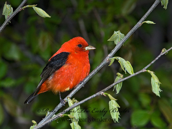 Piranga olivacea  SCARLET TANAGER 6004702