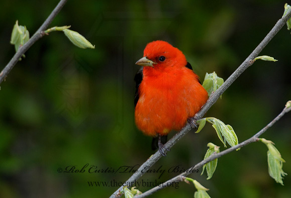 Piranga olivacea  SCARLET TANAGER 6004706