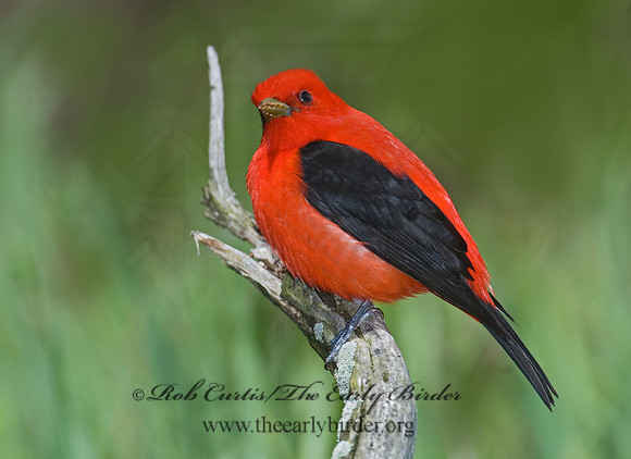 Piranga olivacea  SCARLET TANAGER 6004714