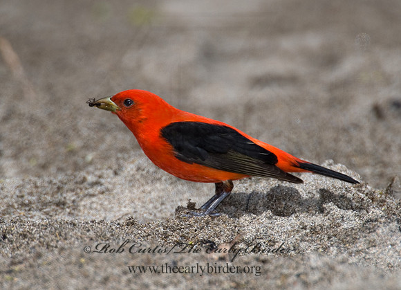 Piranga olivacea  SCARLET TANAGER 6004731
