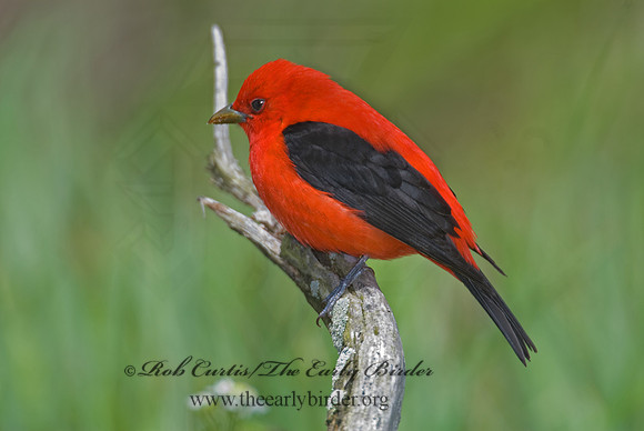 Piranga olivacea  SCARLET TANAGER 6004717