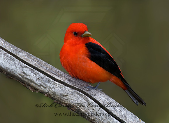 Piranga olivacea  SCARLET TANAGER 6004734