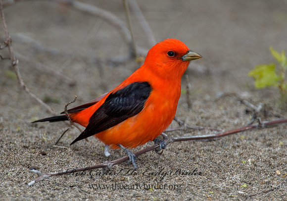 Piranga olivacea  SCARLET TANAGER 6004739
