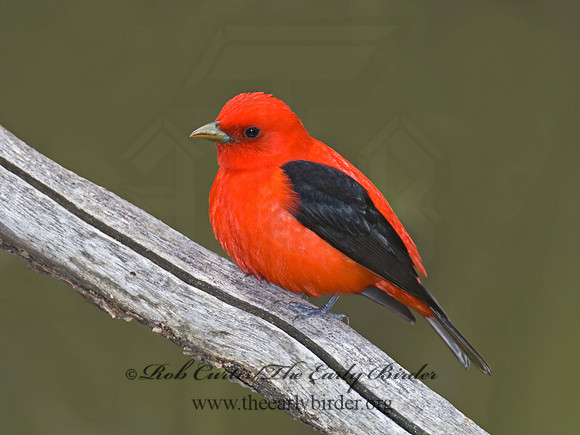 Piranga olivacea  SCARLET TANAGER 6004736 1