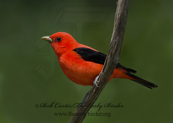 Piranga olivacea  SCARLET TANAGER 6004743 1