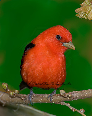 Piranga olivacea  SCARLET TANAGER 6004746