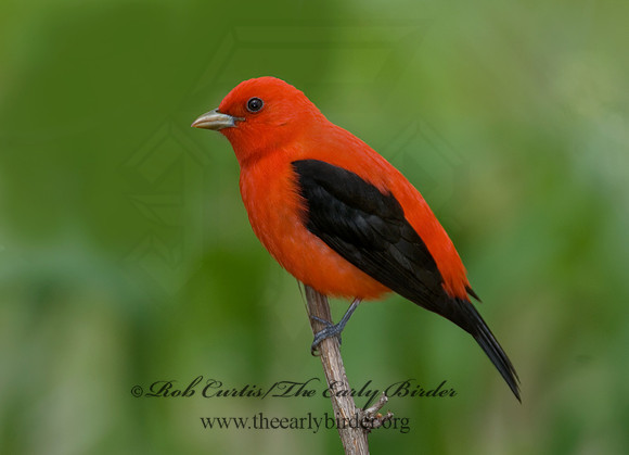 Piranga olivacea  SCARLET TANAGER 6004752