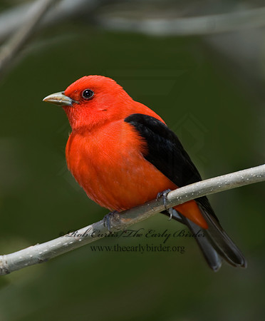 Piranga olivacea  SCARLET TANAGER 6004745