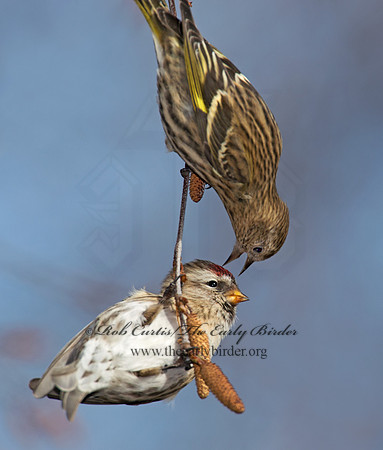 Acanthis flammea  COMMON REDPOLL 6035965
