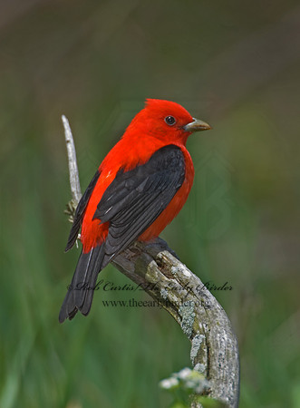 Piranga olivacea  SCARLET TANAGER 6004761