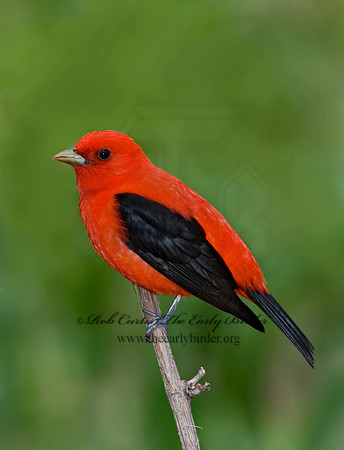 Piranga olivacea  SCARLET TANAGER 6004755 1