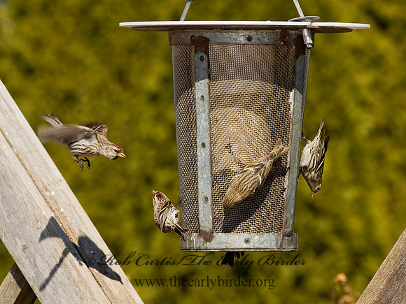 Acanthis flammea  COMMON REDPOLL 8010685 & Pine Siskin