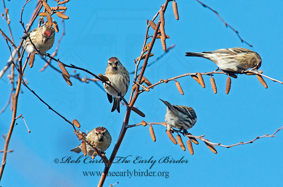 Acanthis flammea  COMMON REDPOLL 6036074