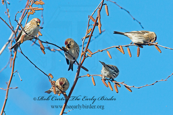 Acanthis flammea  COMMON REDPOLL 6036073