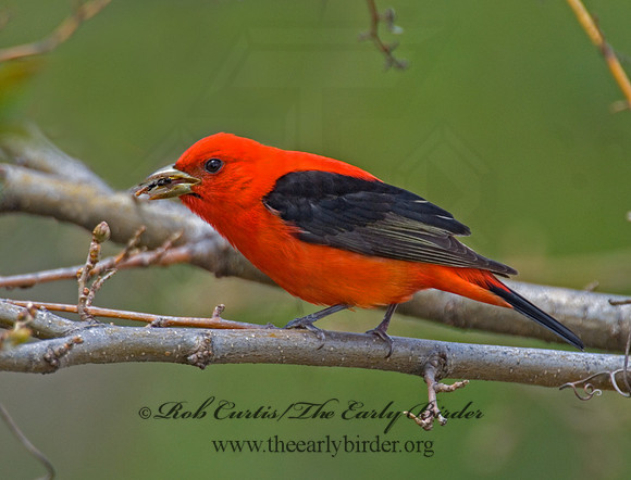 Piranga olivacea  SCARLET TANAGER 6004769