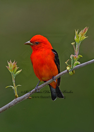 Piranga olivacea  SCARLET TANAGER 6004777