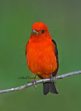 Piranga olivacea  SCARLET TANAGER 6004786