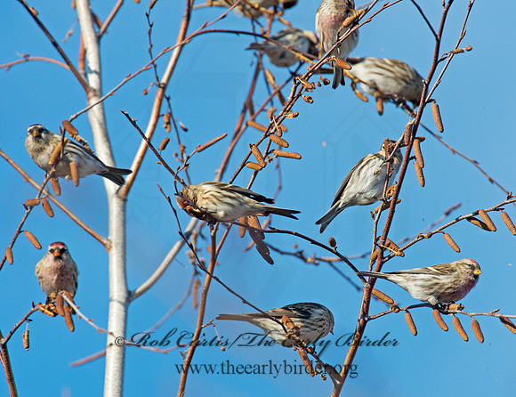 Acanthis flammea  COMMON REDPOLL 6036077