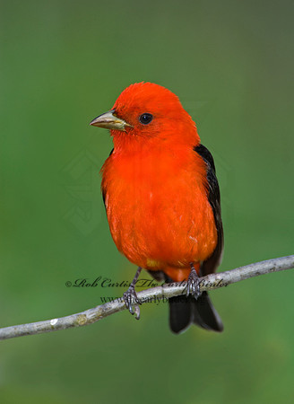 Piranga olivacea  SCARLET TANAGER 6004787