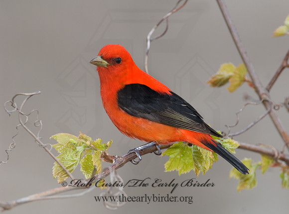 Piranga olivacea  SCARLET TANAGER 6004801