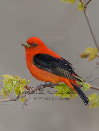 Piranga olivacea  SCARLET TANAGER 6004804
