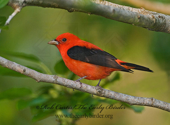Piranga olivacea  SCARLET TANAGER 7002758