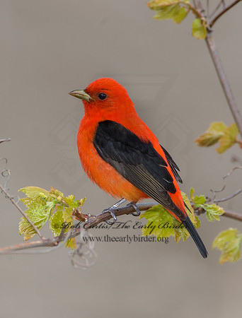 Piranga olivacea  SCARLET TANAGER 6004806