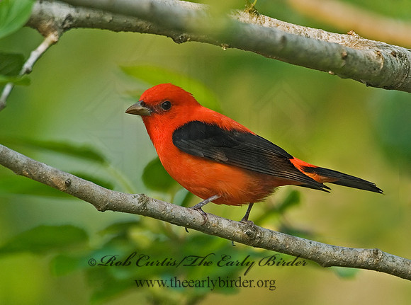 Piranga olivacea  SCARLET TANAGER 7002760