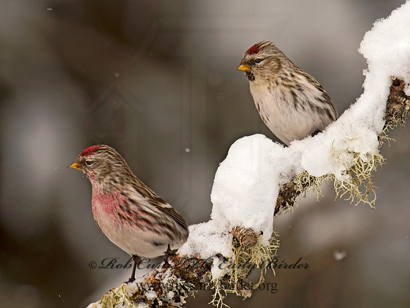 Acanthis flammea  COMMON REDPOLL 9008521