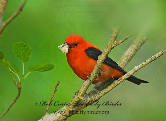 Piranga olivacea  SCARLET TANAGER 7002776