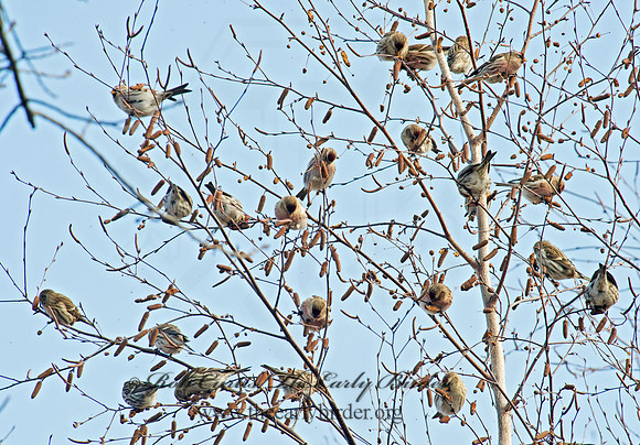 Acanthis flammea  COMMON REDPOLL 9006790