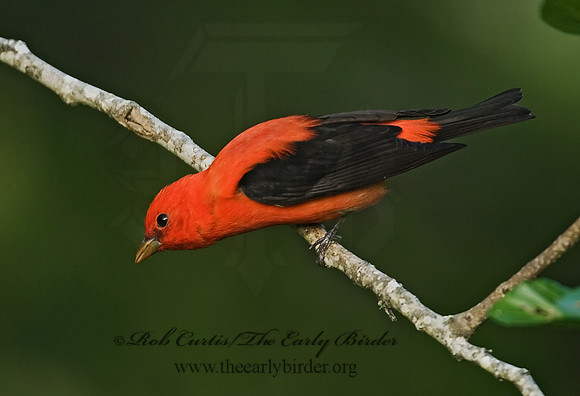 Piranga olivacea  SCARLET TANAGER 7002774