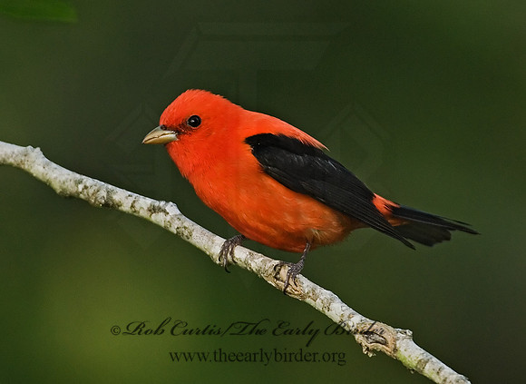 Piranga olivacea  SCARLET TANAGER 7002781