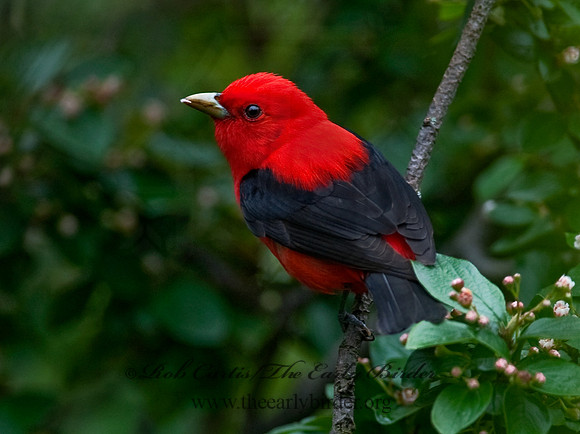 Piranga olivacea  SCARLET TANAGER 8022291