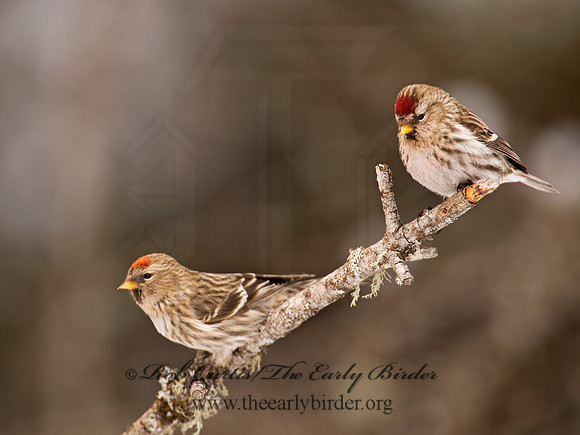 Acanthis flammea  COMMON REDPOLL 9008886
