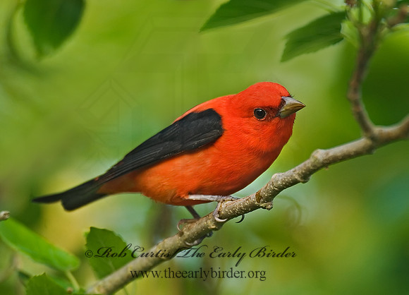 Piranga olivacea  SCARLET TANAGER 7002788
