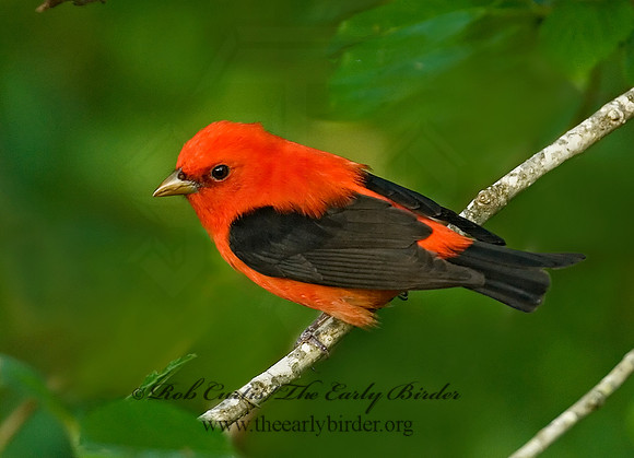Piranga olivacea  SCARLET TANAGER 7002785 1