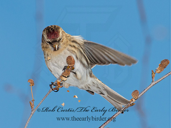 Acanthis flammea  COMMON REDPOLL 9006811