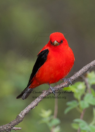 Piranga olivacea  SCARLET TANAGER 8032771