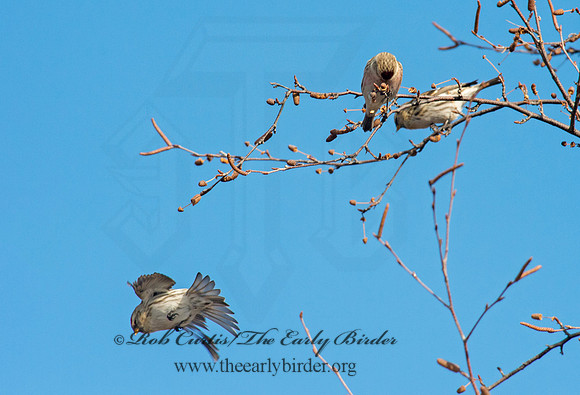 Acanthis flammea  COMMON REDPOLL 9006810