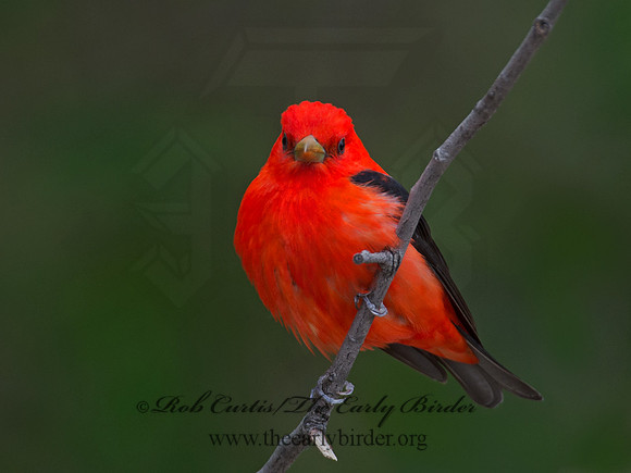 Piranga olivacea  SCARLET TANAGER 9010944