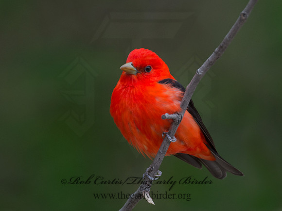 Piranga olivacea  SCARLET TANAGER 9010943