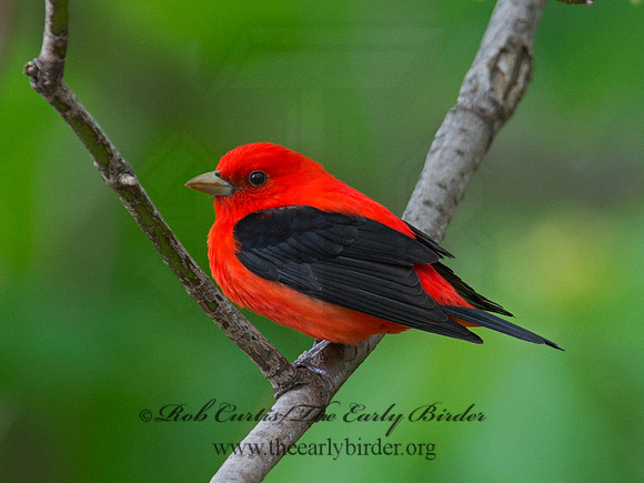 Piranga olivacea  SCARLET TANAGER 9010947