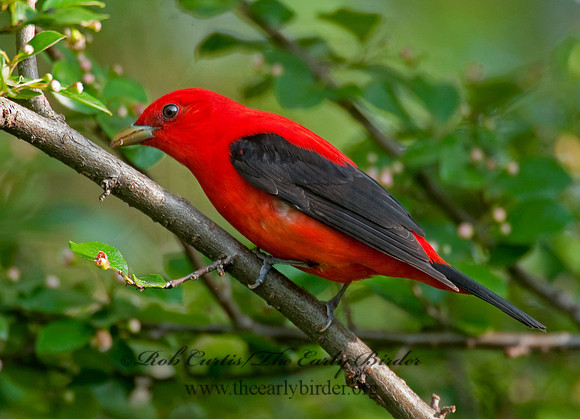 Piranga olivacea  SCARLET TANAGER 8022349