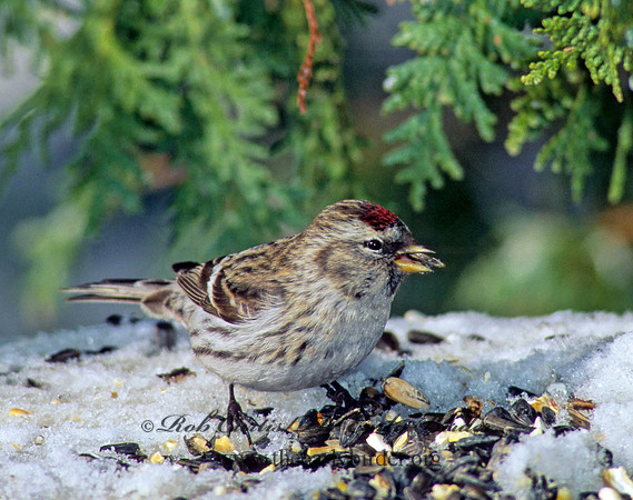 Acanthis flammea  COMMON REDPOLL 140424