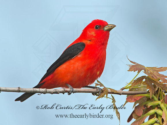 Piranga olivacea  SCARLET TANAGER 9029191